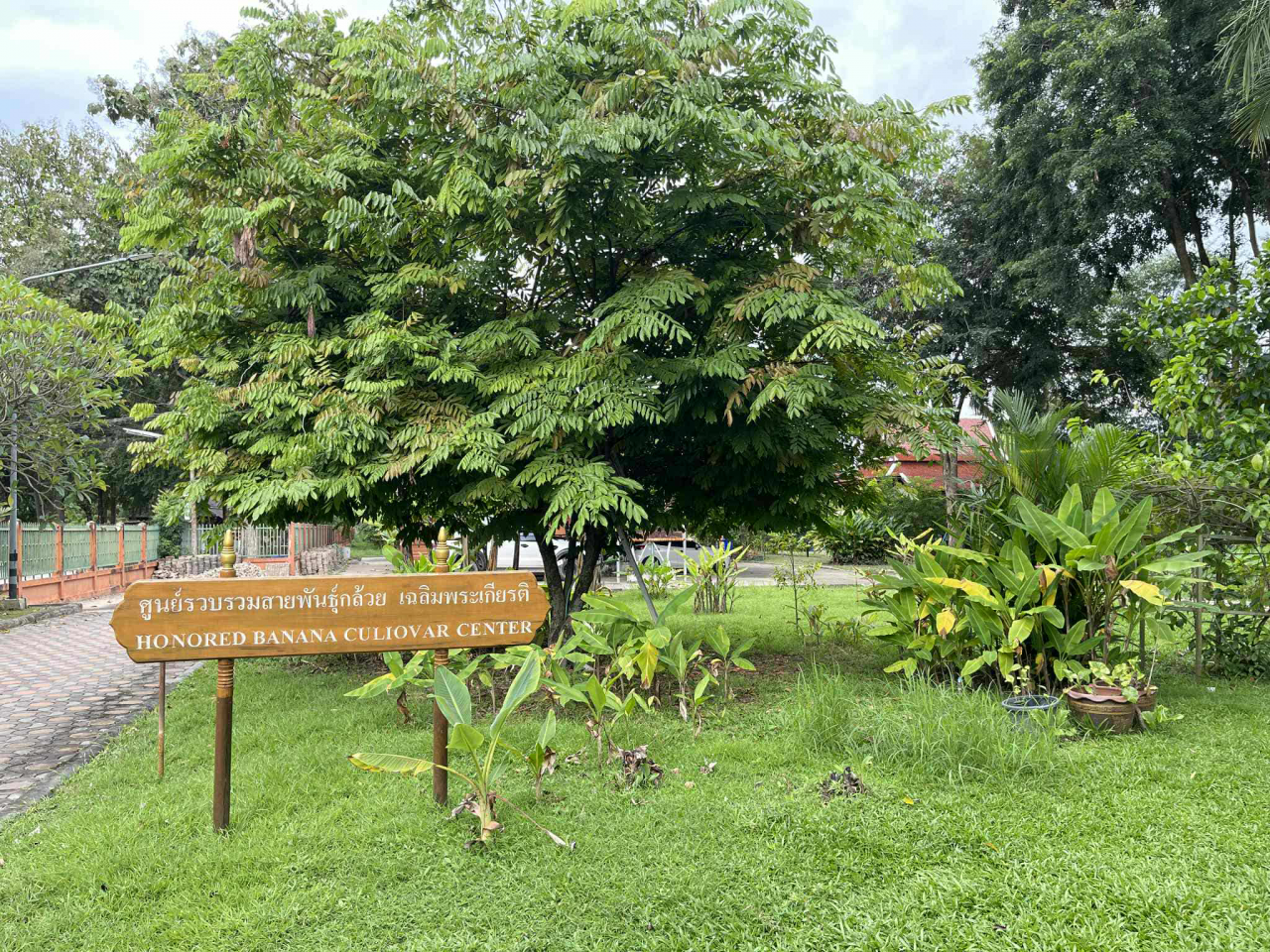 Water-Conscious Planting